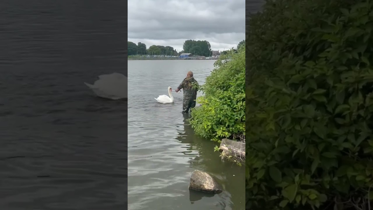 Rescuing a cygnet, while mum keeps attacking me .