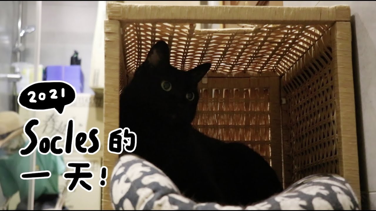 【黃阿瑪的後宮生活】2021 Socles的一天！