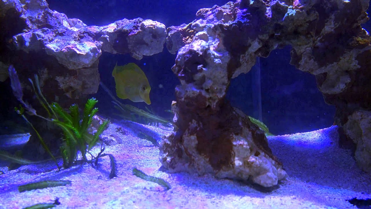 🐠 Waterbox Infinia Frag 175.6 | Ready for Fish (Gyre setting, first fish, XR15 G6, PAR reading)