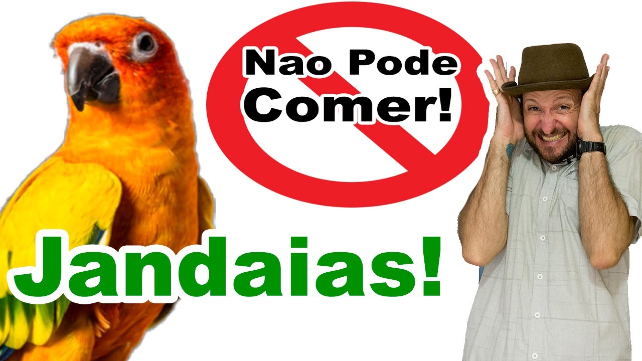 O que a jandaia não pode comer? o que não pode oferecer para jandaia comer?