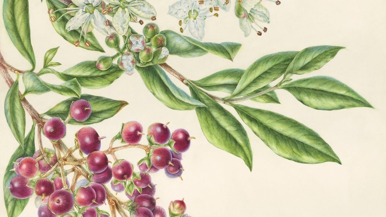 Painting Henna - Lawsonia inermis