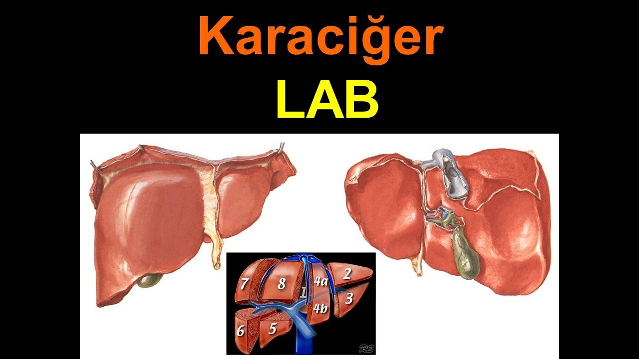 Karaciğer LAB