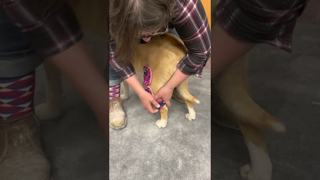 Dog Knee Brace Fitting Instruction Video