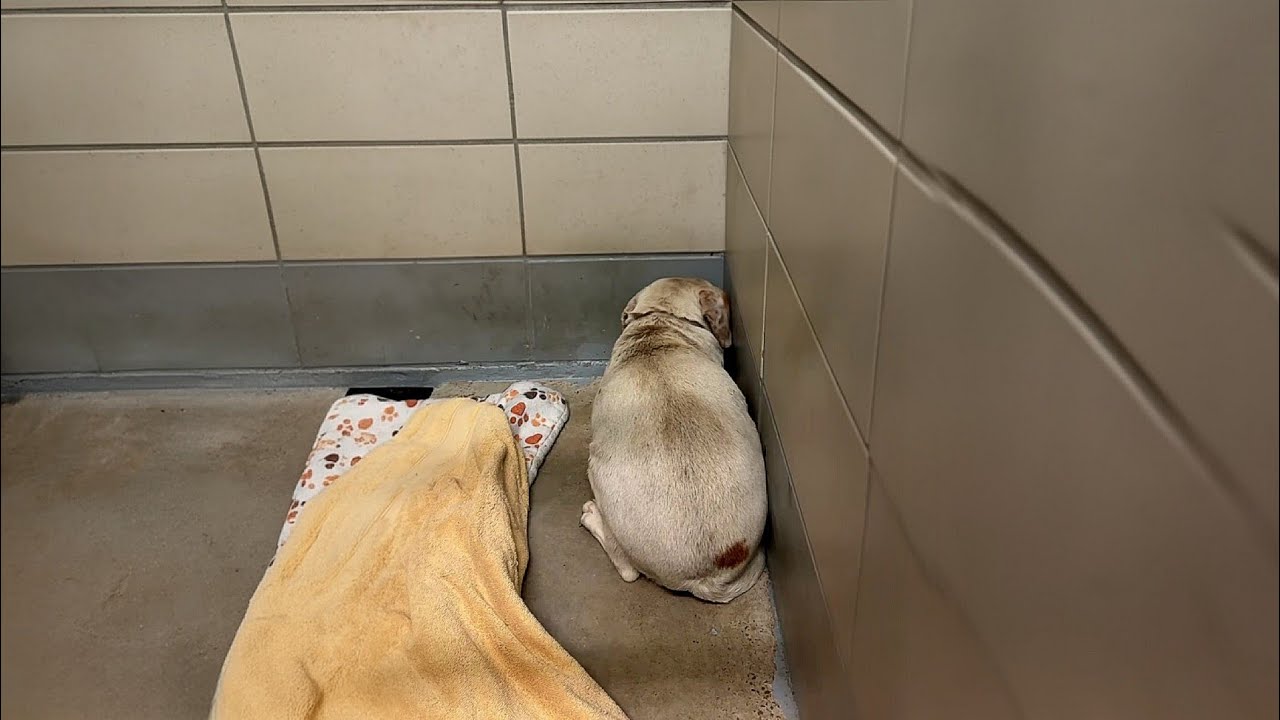 She Was Trembling in the Corner in Her Final Moments&hellip; Her Family Didn&rsquo;t Even Look Back