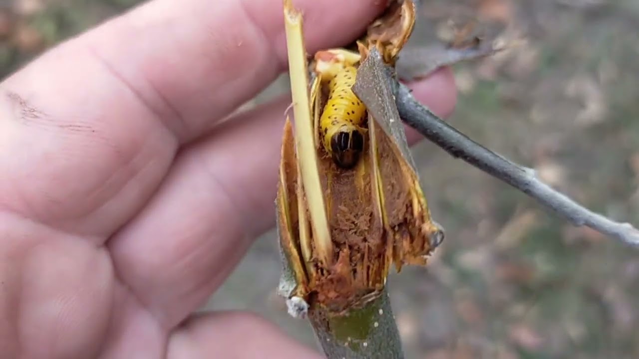 Sfredelitorul ramurilor( Zeuzera pyrina)