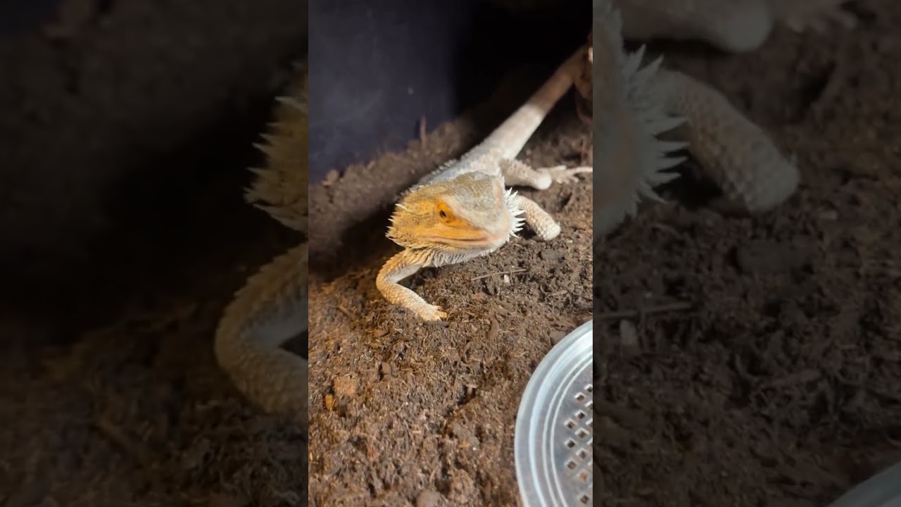 Reptile Room Part 4: Tortoise