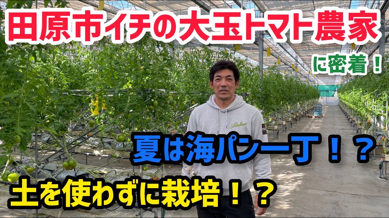 渥美半島イチのトマト農家の一日に密着！