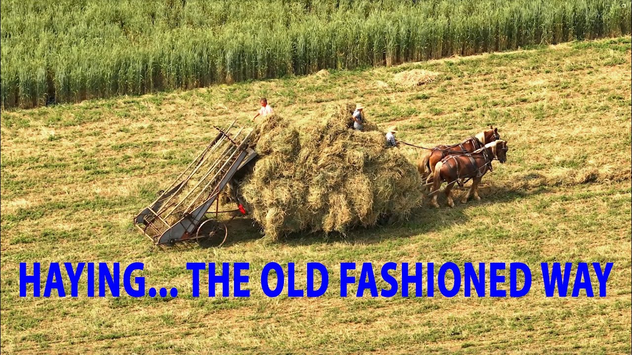PUTTING UP HAY the OLD FASHIONED WAY with the MENNONITES in Lancaster County's AMISH Land.