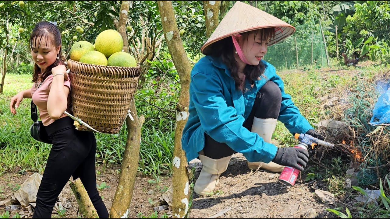 Pick grapefruit to sell at the market, clean the garden, herd the cows and feed the chickens, ducks