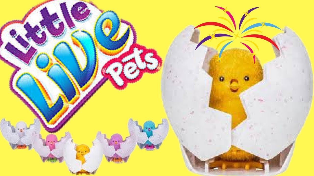 LITTLE LIVE PETS SURPRISE CHICKS HATCH FROM EGGS!!! GOLDEN SURPRISE CHICK LIMITED EDITION