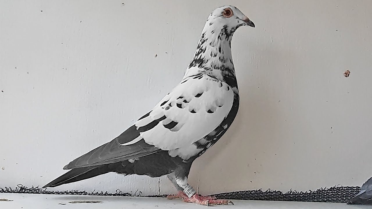Pigeon Pairing Up Progress