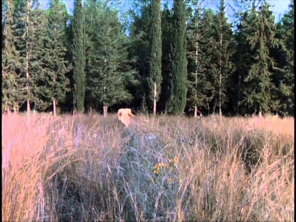 Red Riding Hood intro