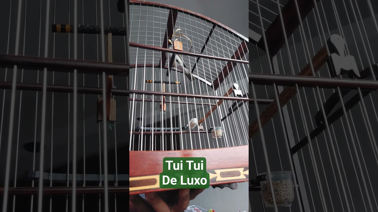 Tui Tui Zel Zel 