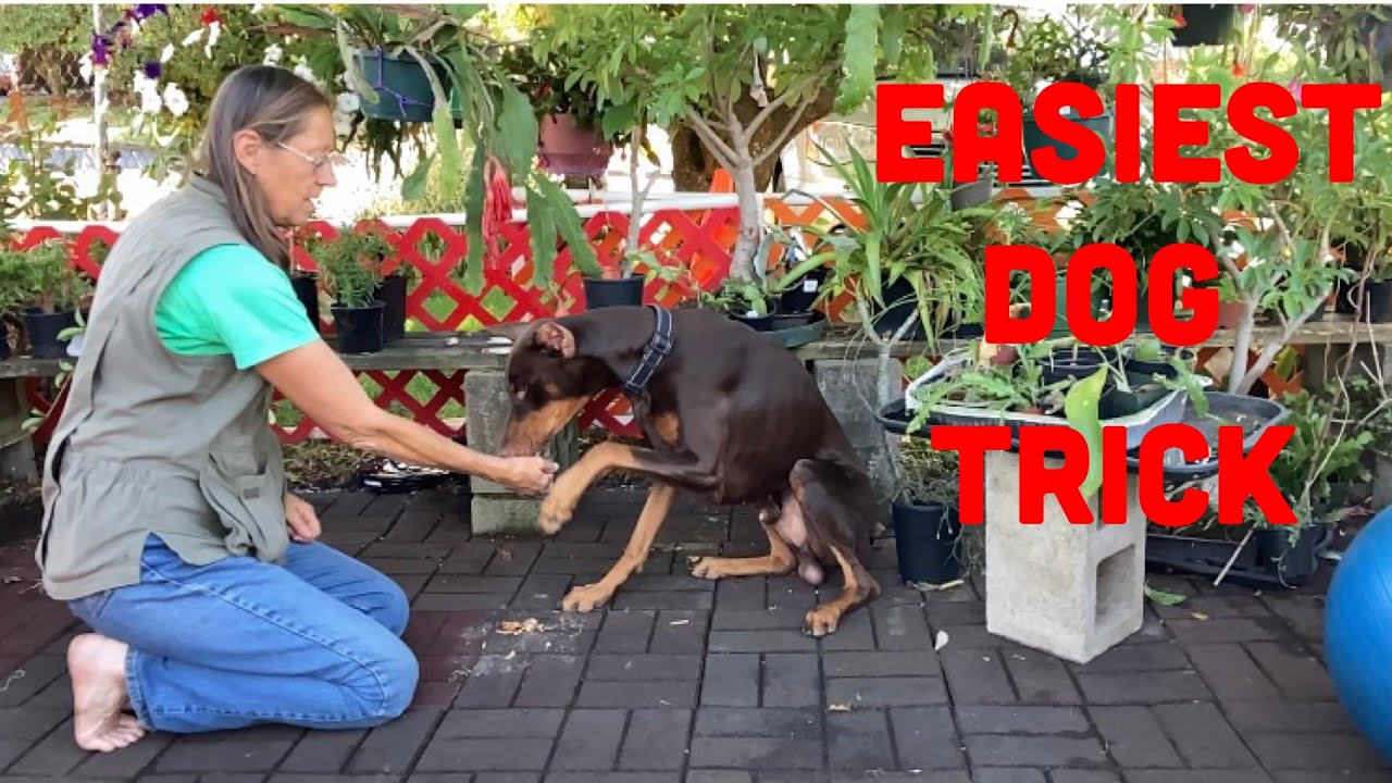 How to Train Your Dog to Shake Hands in 5 Minutes