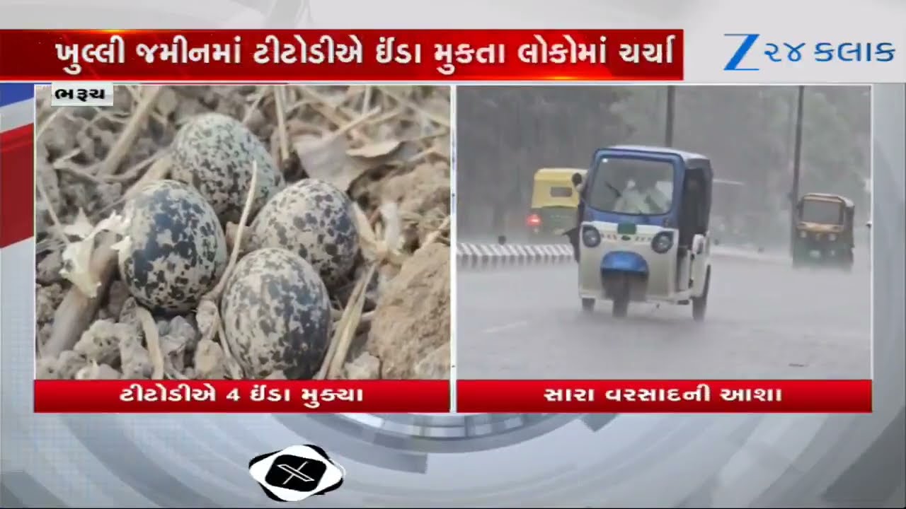 Bharuch news:સિવિલ હોસ્પિટલના સંકુલમાં ટીટોડીએ મૂક્યા 4 ઈંડા; લોકવાયકા મુજબ આ વર્ષે થશે મેઘમહેર