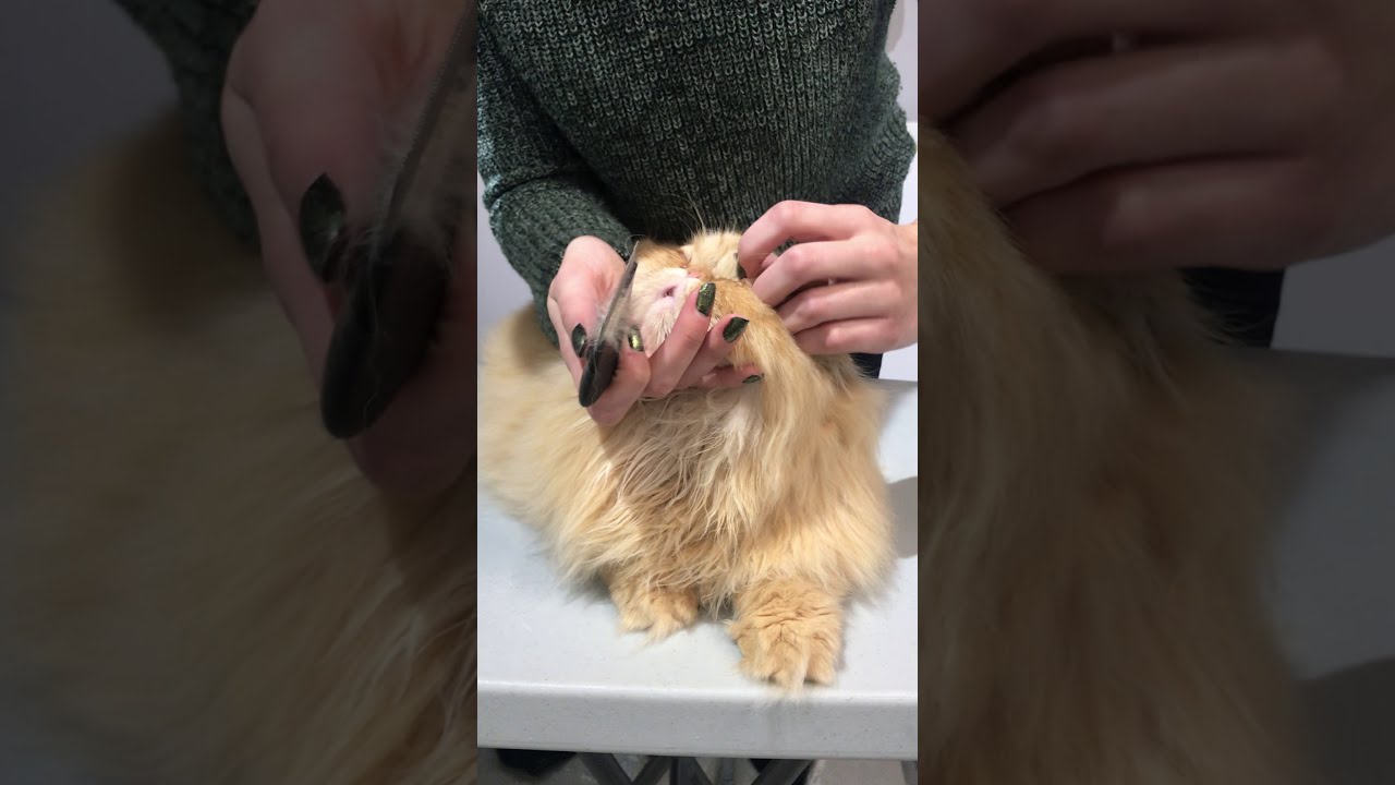 How to ... treat Tear Stains on Cats