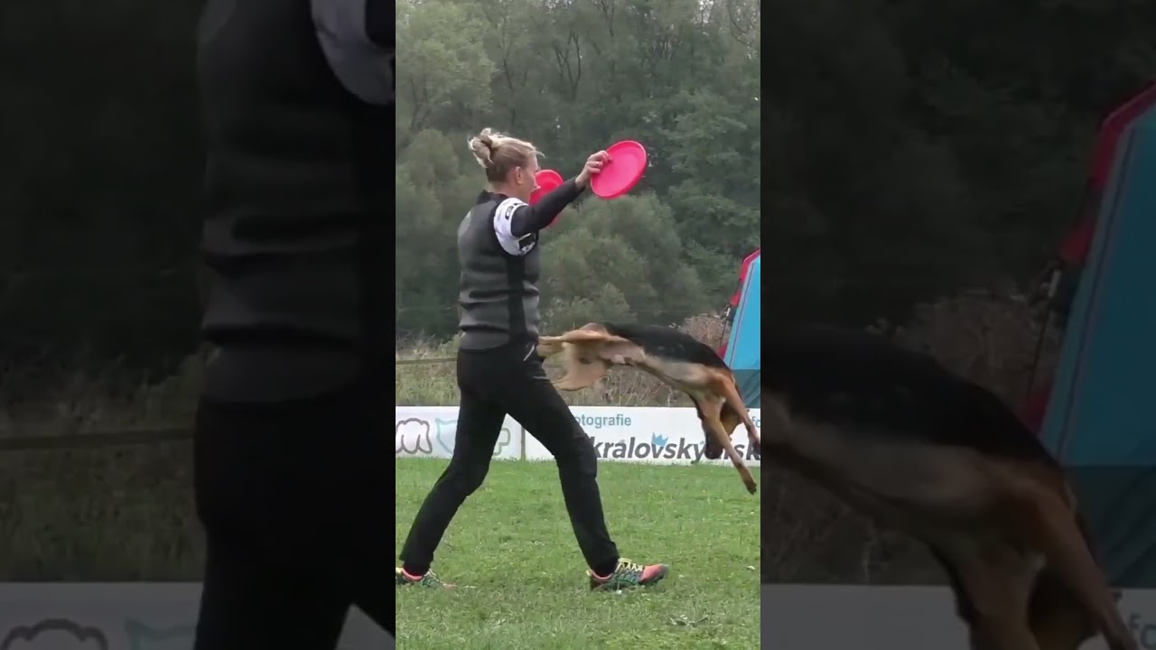 USDDN EC 2024🇩🇪 Maren Kroll & Funky 🤟 #discdog&nbsp;#dogfrisbee&nbsp;#usddn&nbsp;#dogfrisbeecz&nbsp;#britpetfood