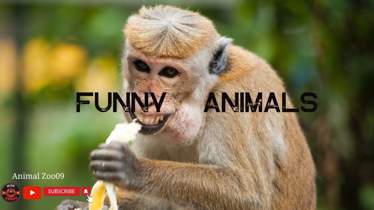 Kompilasi Hewan Lucu dan Menggemaskan yang Bikin Ngakak