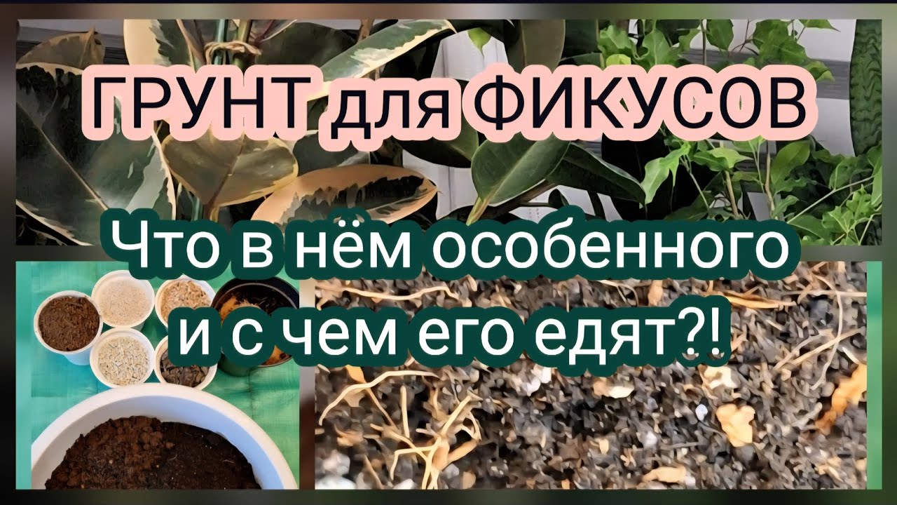 Как подобрать СОСТАВ ГРУНТА для ФИКУСОВ? Делаем своими руками!