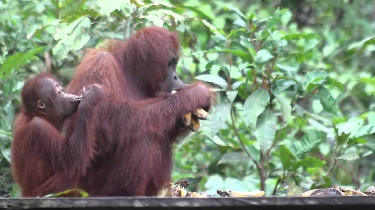 Orangutaninborneo.com Tanjung Puting National Park Central of Borneo