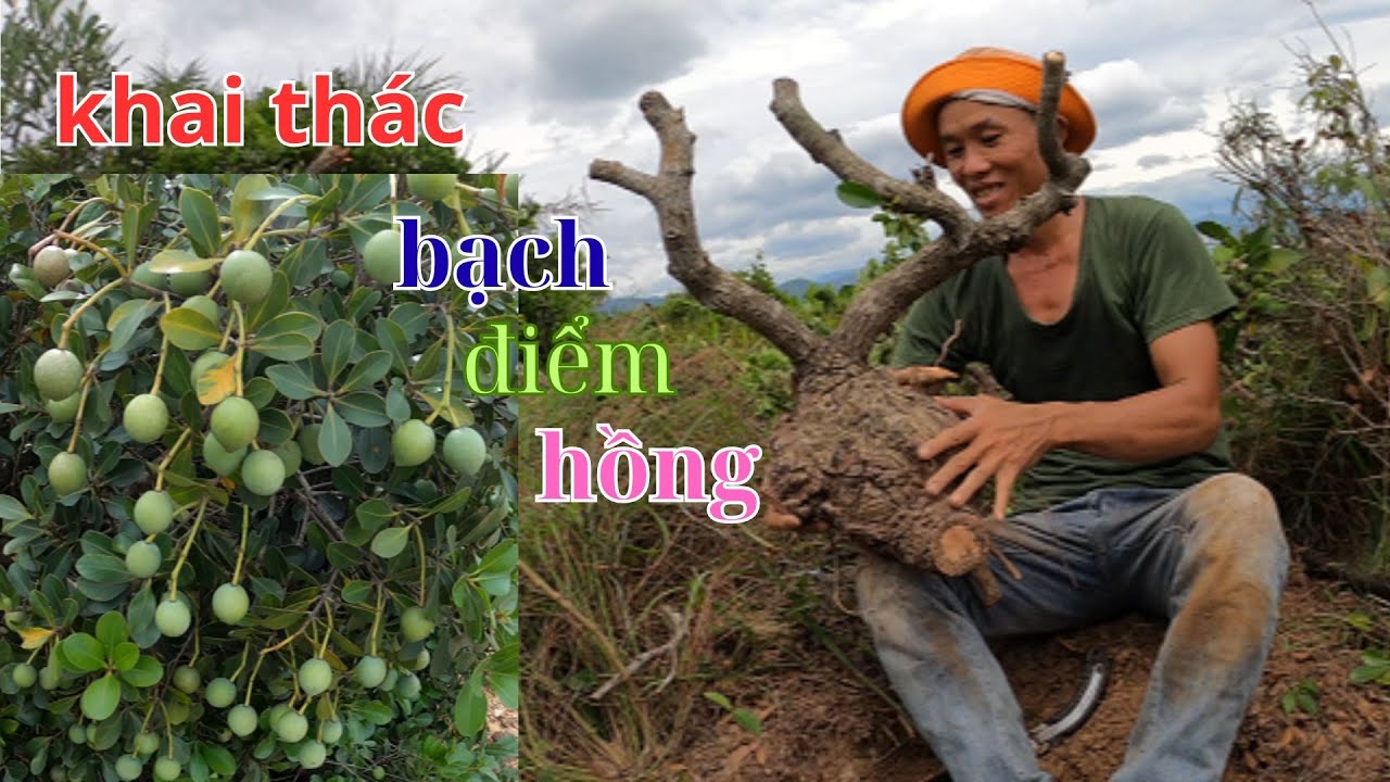 khai thác những cây bonsai bạch điểm hồng dáng thế đẹp