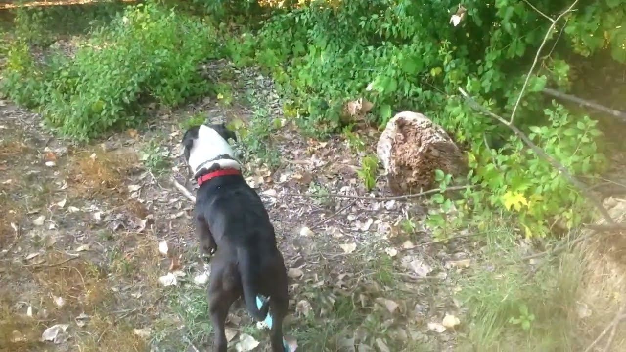Teaching Your Dog to Use the Potty on Command Dog Whisperer BIG CHUCK  MCBRIDE