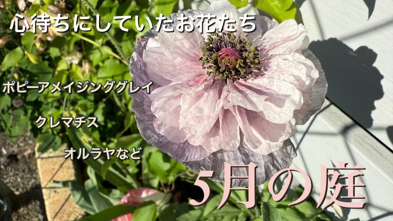 5月🌸ガーデニング　心待ちにしていたお花たち　ポピーアメイジンググレイ
