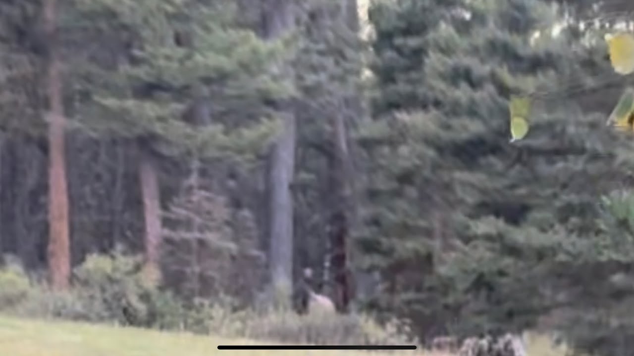 2025 season Episode 2 Utah Elk Hunt 9/17/2025