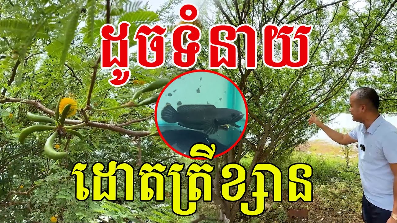 ពិតអត់​ ឈ្មោះពីរោះ​ ប្រយោជន៍ក៏ល្អ