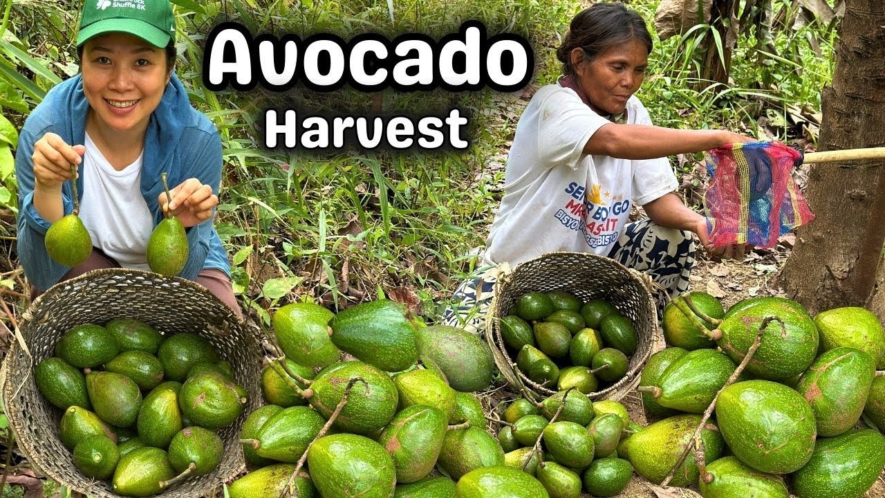 May naglilihi na yata ‼️ Native Avocado Harvest | PHILIPPINES LIFE