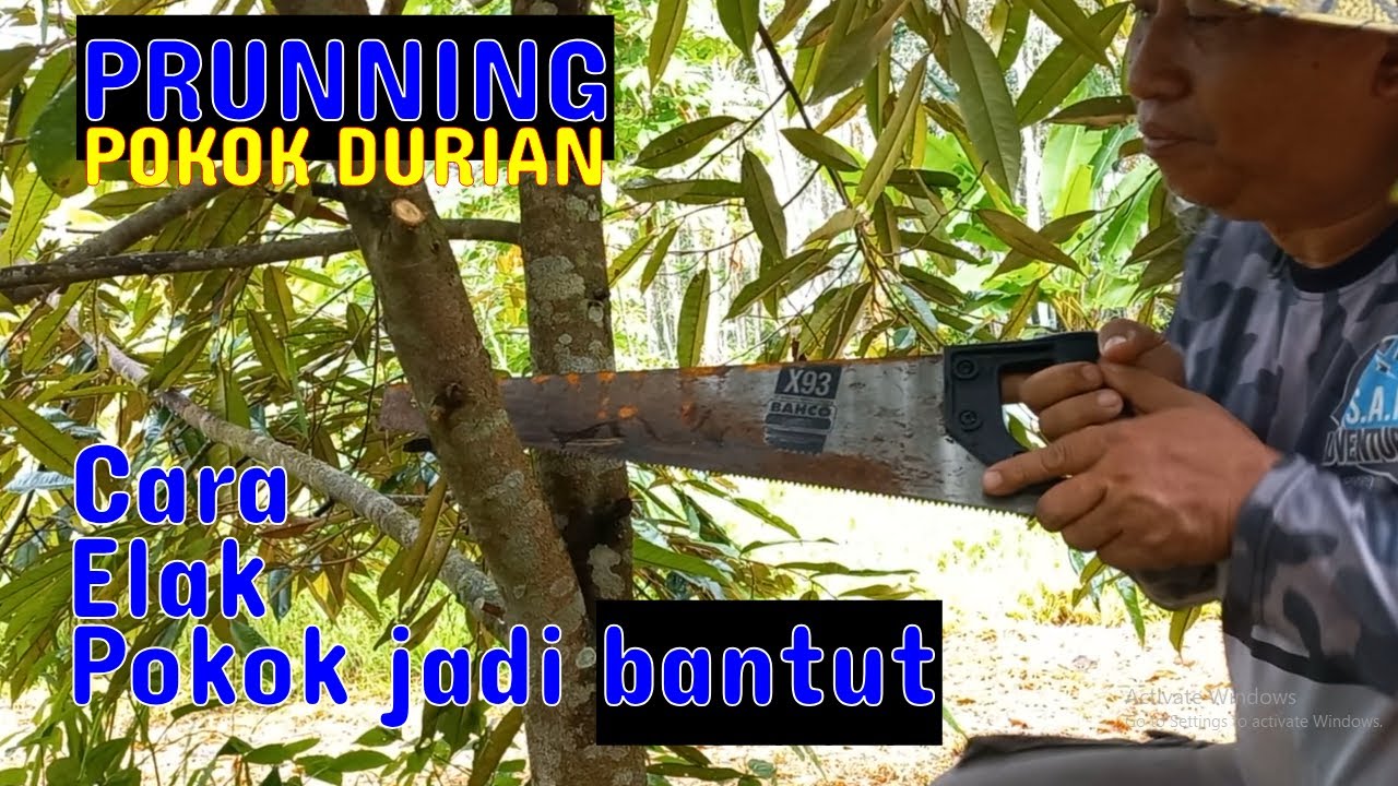 CARA NAK ELAK POKOK DURIAN ROSAK DAN SEKAH | INI CARANYA UNTUK PRUNNING | EP 80