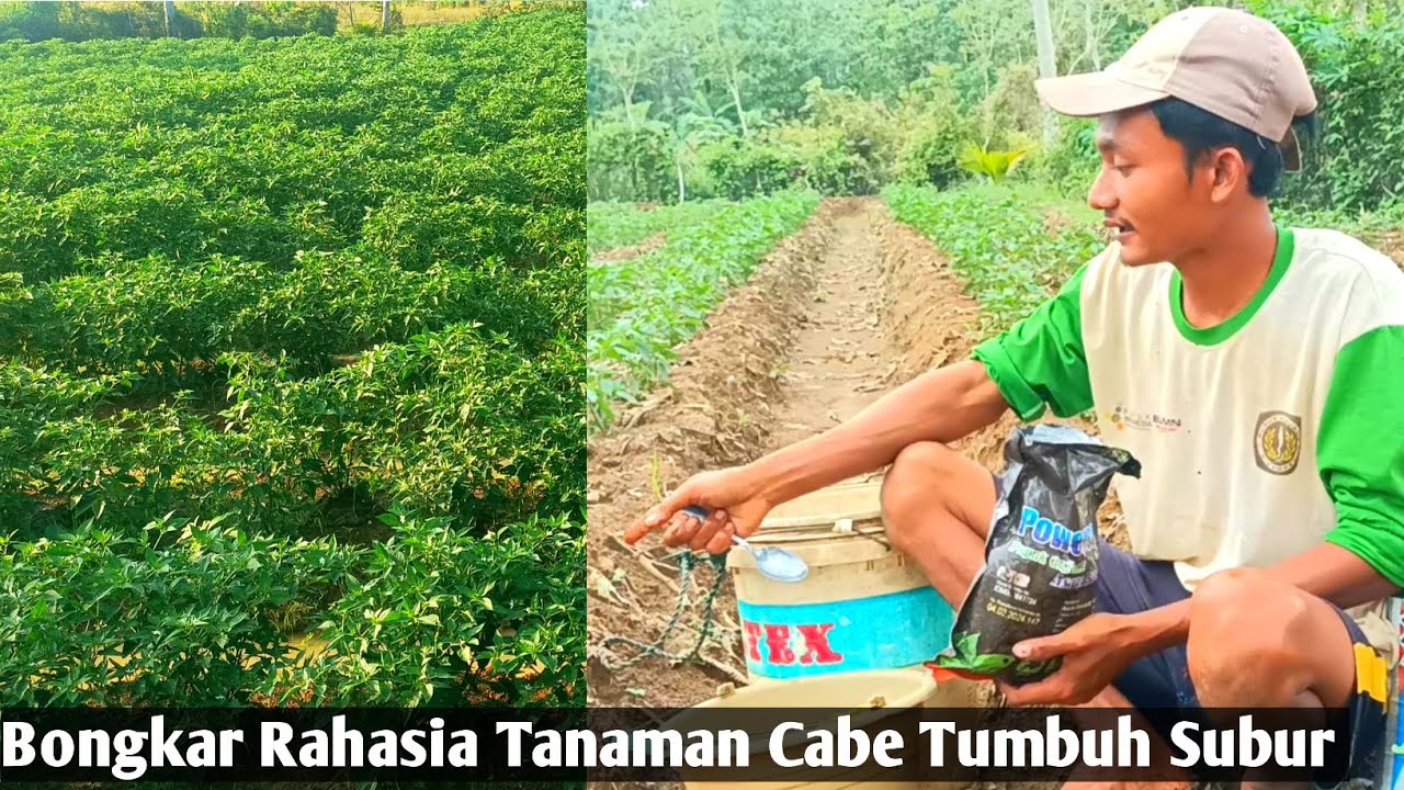 Cara Menyuburkan Tanaman Cabe Masa Pertumbuhan Menggunakan Pupuk Organik Asam Humat 
