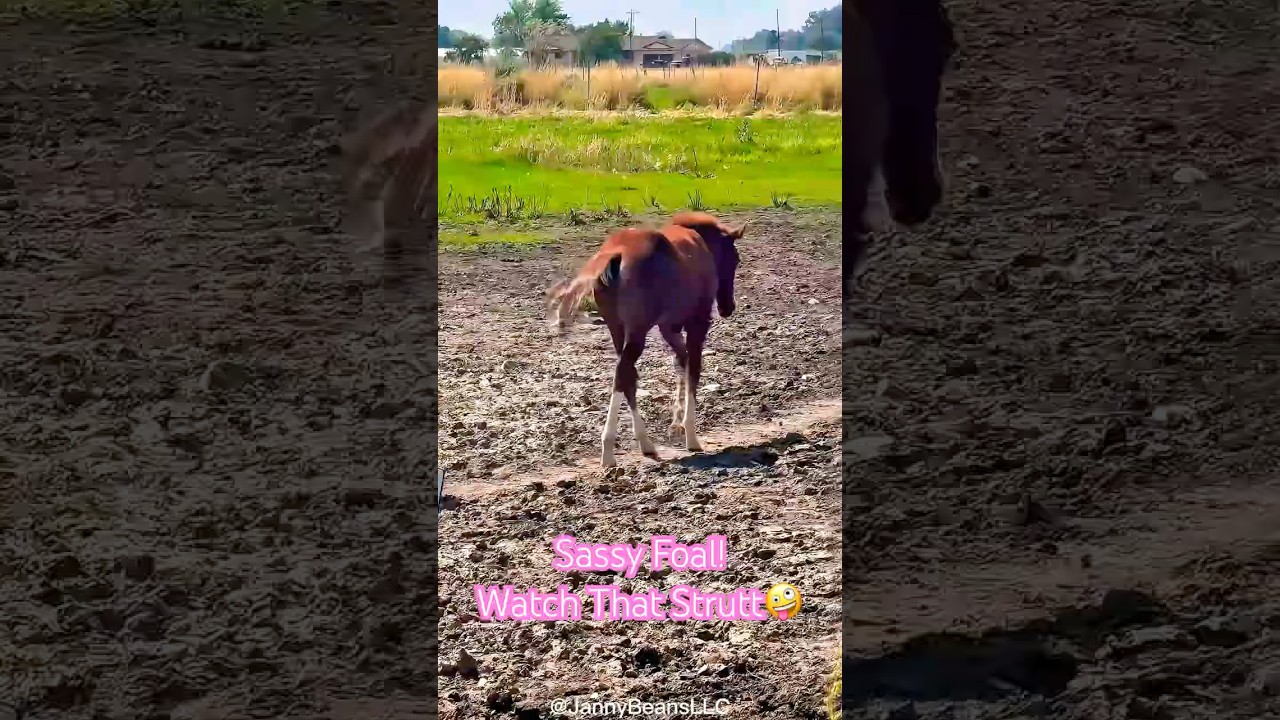 Attitude in Every Step &mdash; This Foal is Adorable💕