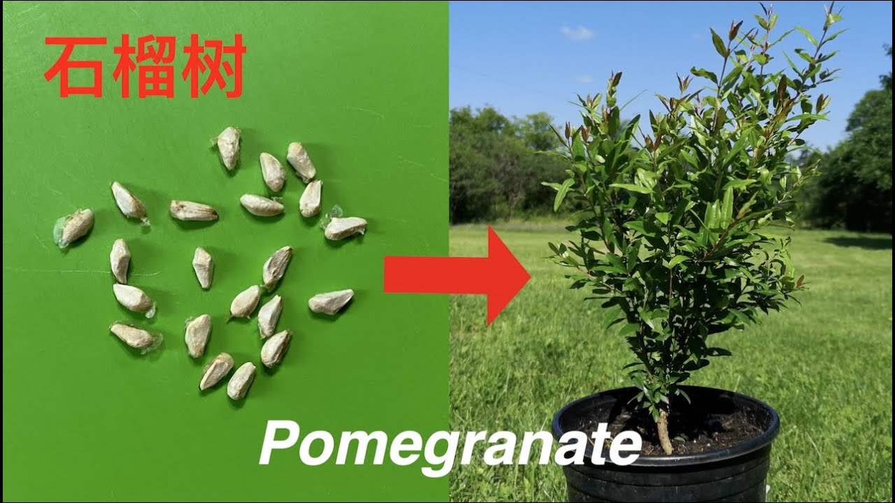 How to grow pomegranate tree from seeds. 石榴种植方法