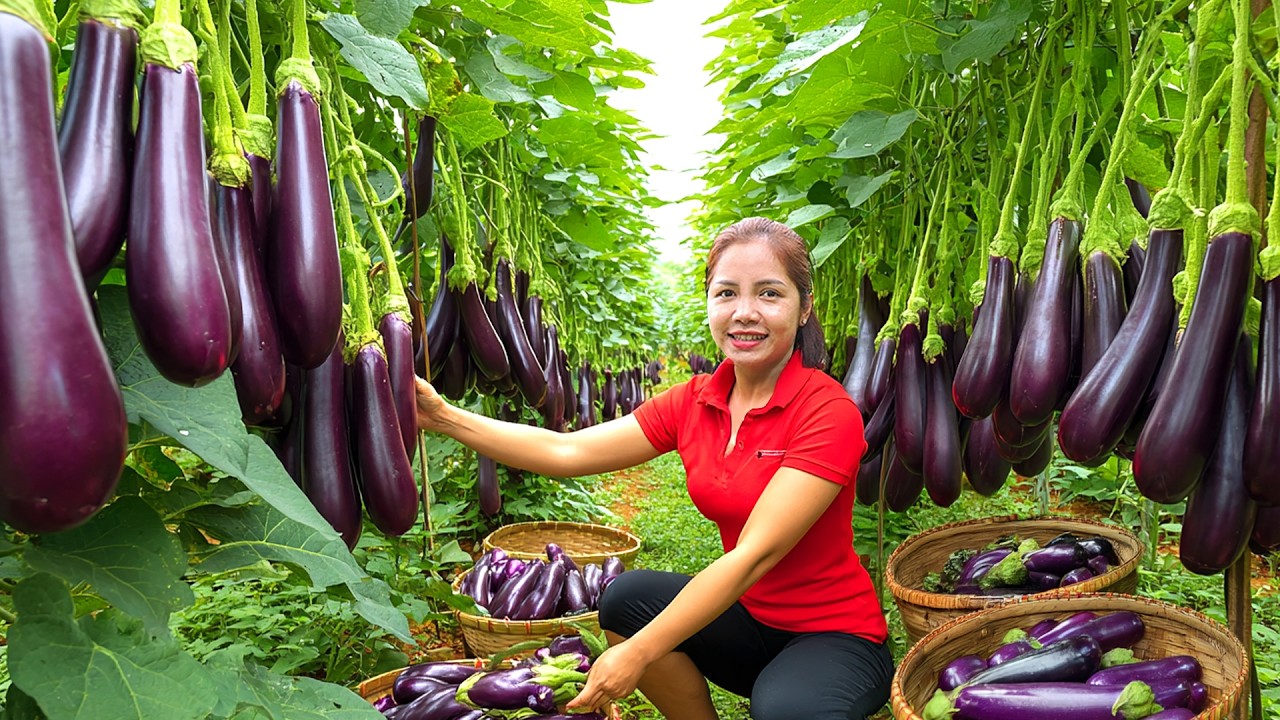 Harvesting 1000 + Giant Wild Eggplant Goes To Market Sell, Picking Tomato To Sell | Ella New Life