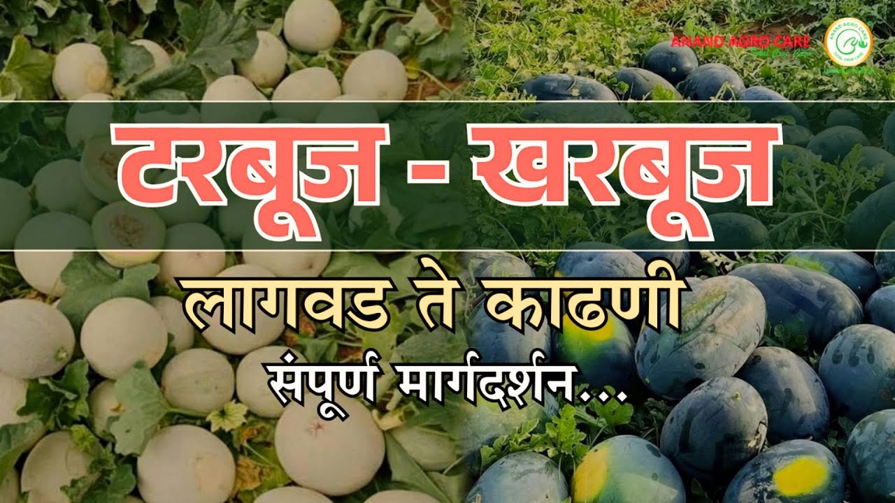 टरबूज आणि खरबूज लागवड ते काढणी संपूर्ण मार्गदर्शन। एकरी 35 ते 40 टन उत्पन्न!