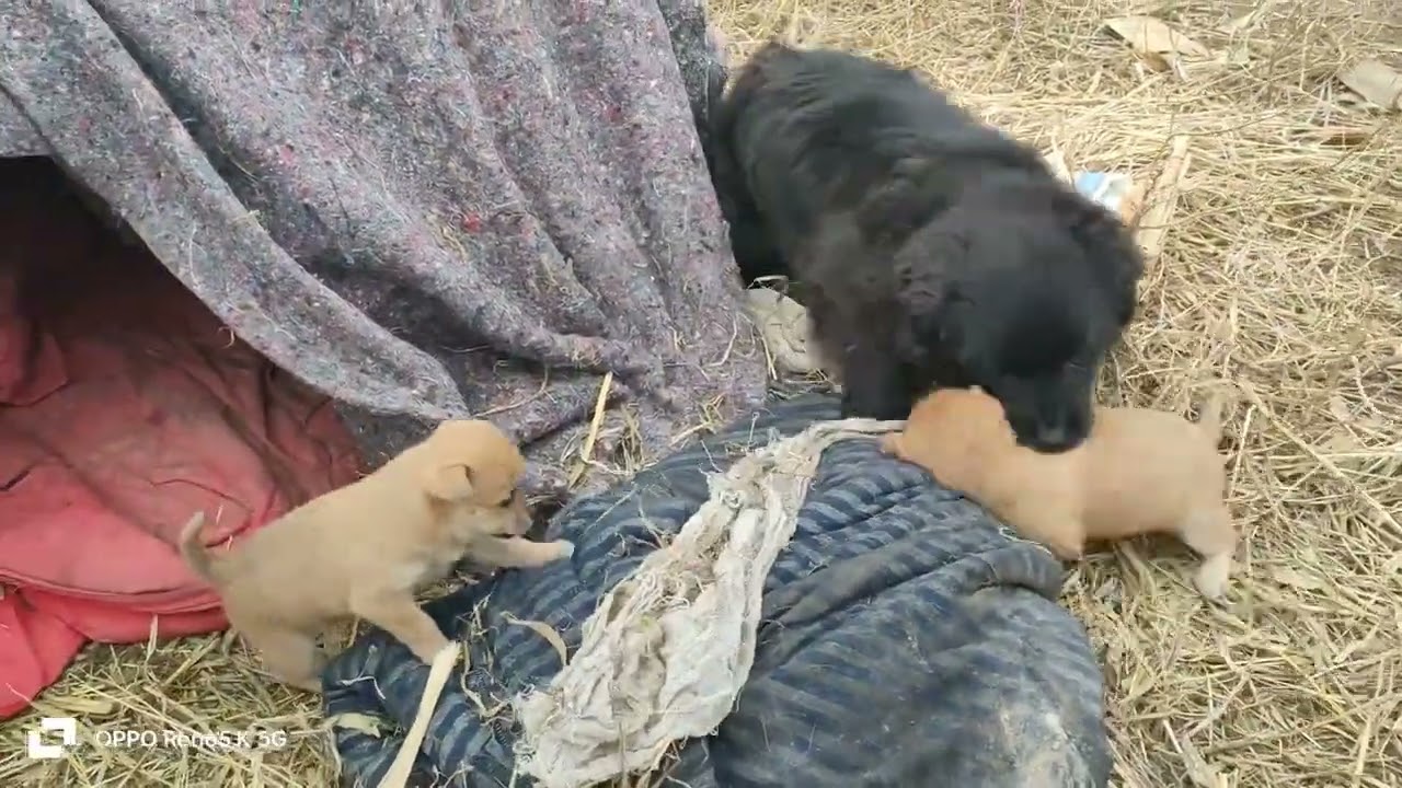 妈妈病了，小狗狗被黑狗欺负，另一只小狗见义勇为打抱不平。