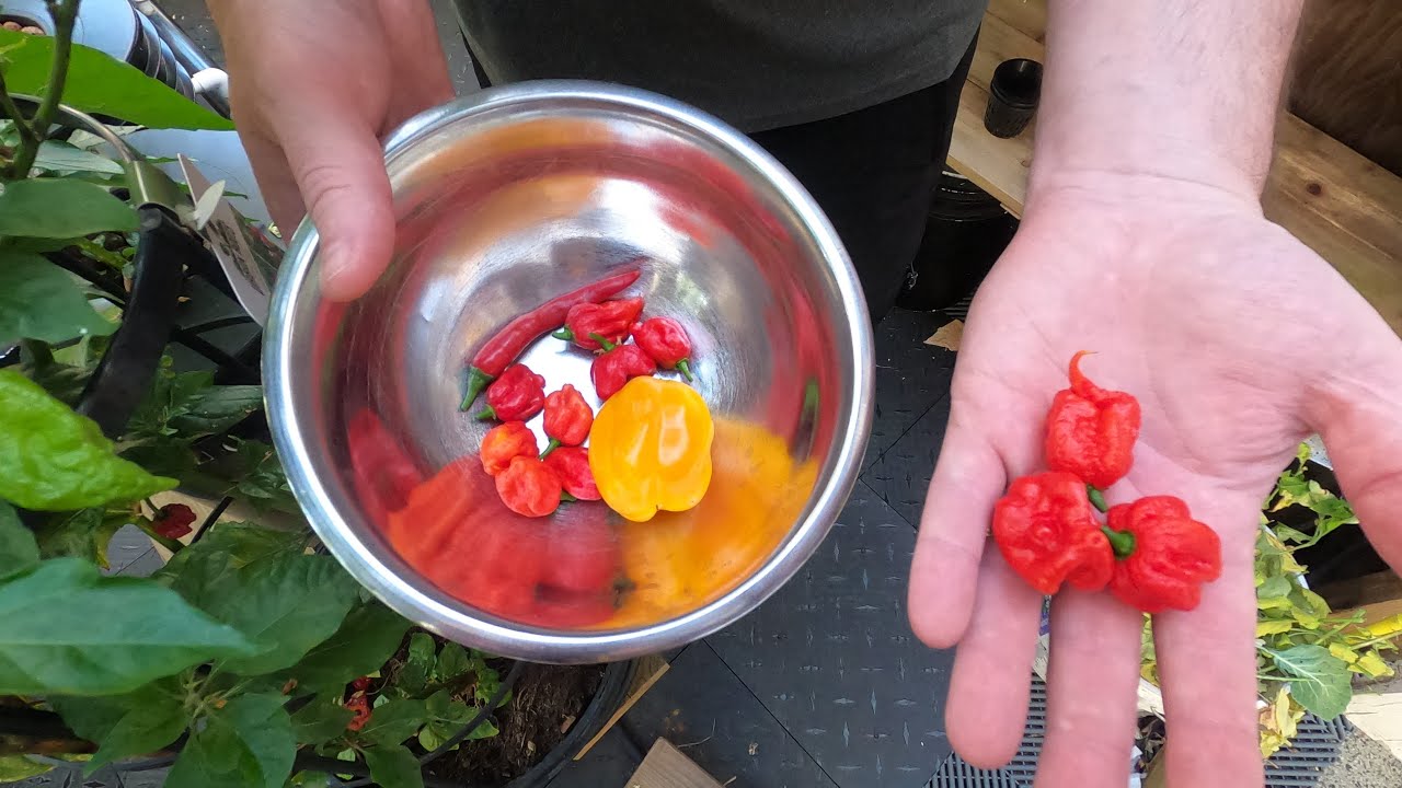 Making Hotsauce with Ghost Peppers, Carolina Reapers & Trinidad Scorpions in an Instant Pot Blender