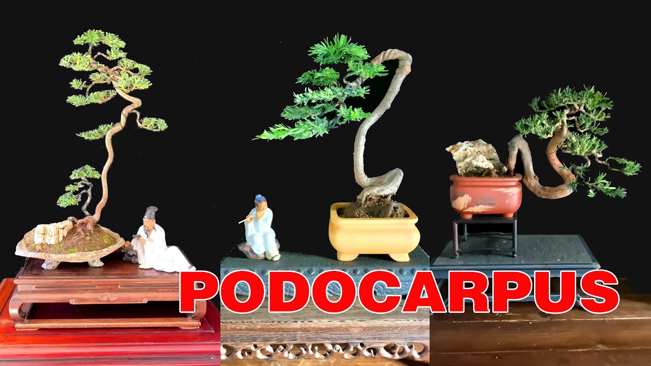 30 mẫu T&ugrave;ng La H&aacute;n bonsai mini qu&yacute; vị tham khảo