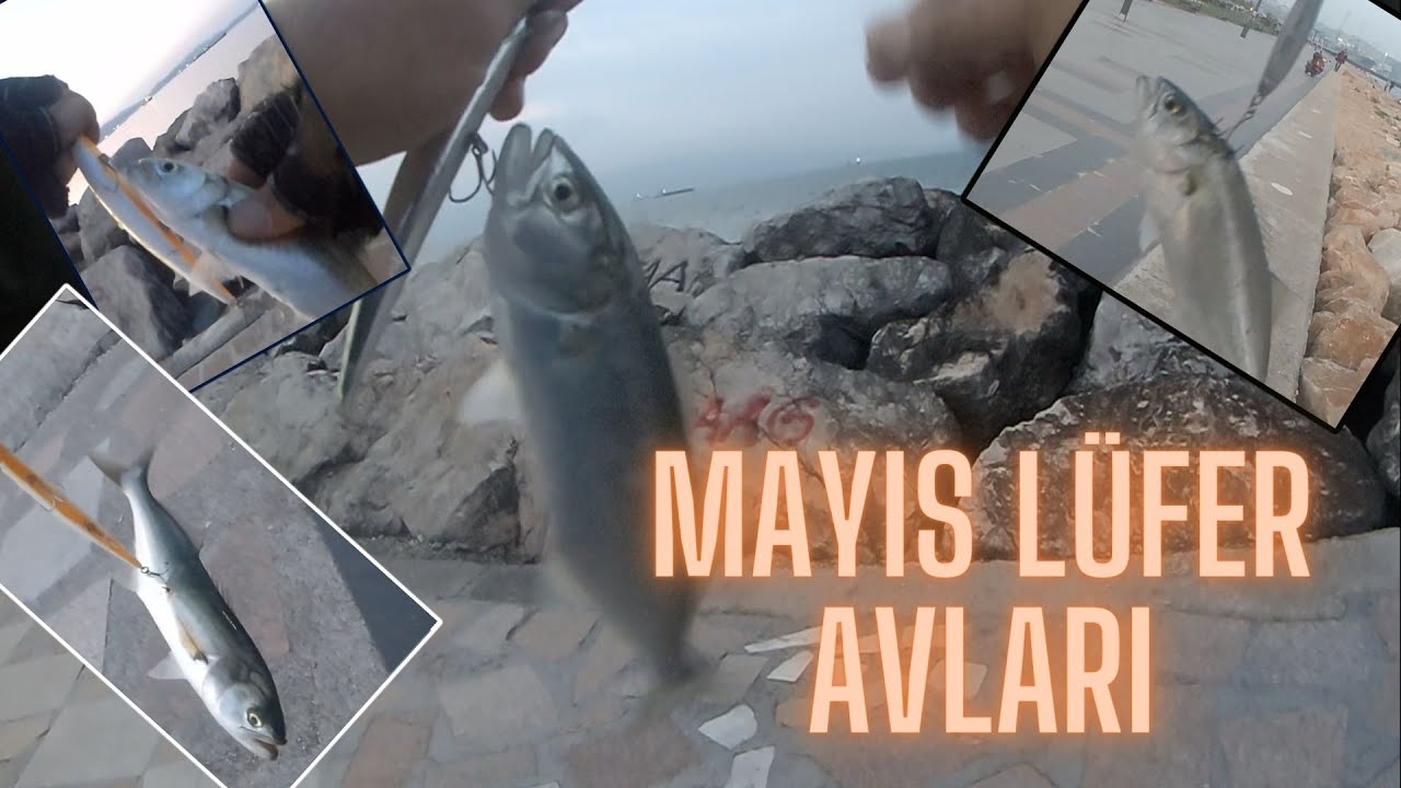 Kıyıdan Spin Lüfer Avı - Mayıs Ayı Tüm Avlar