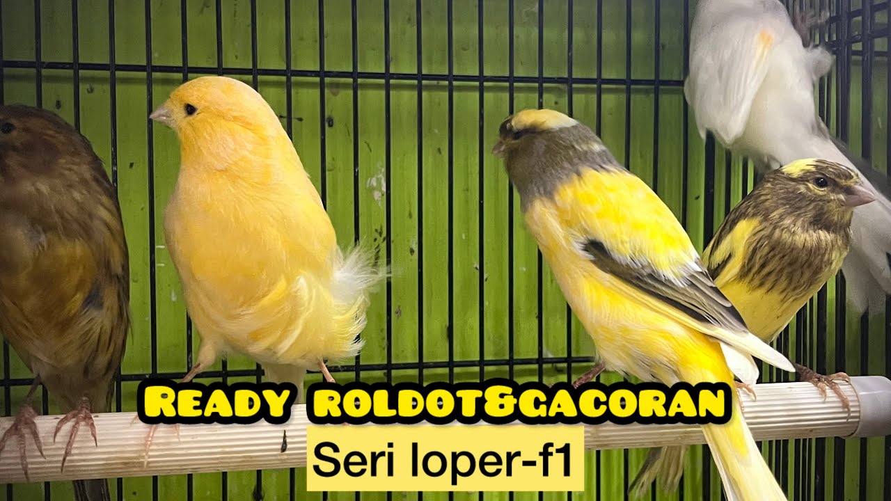 READY ROLDOT SERI LOPER-F1!! 