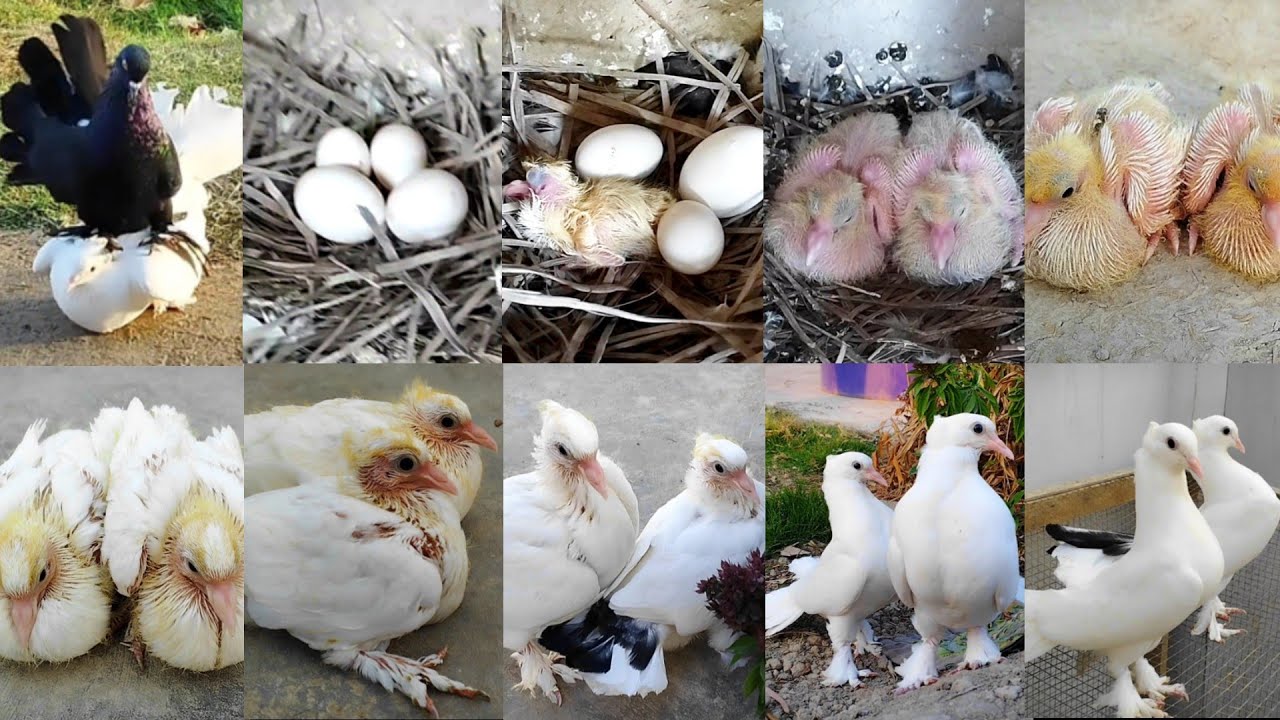 The lakha pigeon laid four eggs | 2 eggs hatched | pigeon baby breeding progress| video day by day