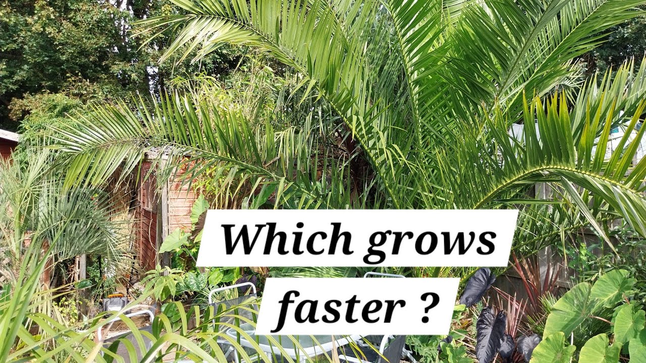 Trachycarpus vs phoenix palms, growth comparison