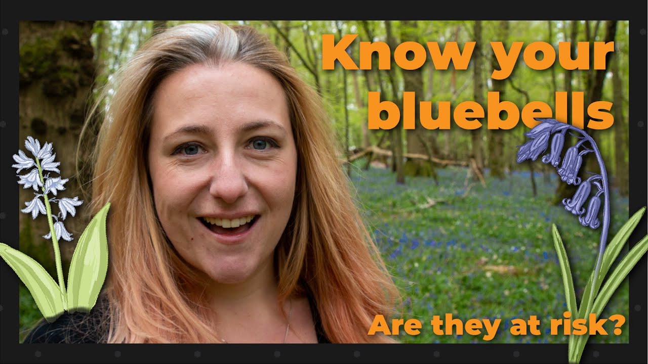 Discovering the Native British Bluebell | Are our bluebells at risk?
