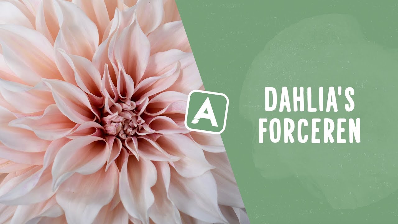 Dahlia’s forceren: meer én vroeger bloemen dankzij deze truc! I Angelo Dorny