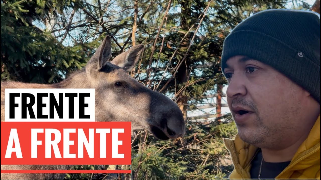 CONHECENDO OS ANIMAIS NÓRDICOS NO PARQUE MAIS ANTIGO DO MUNDO. SKANSEN