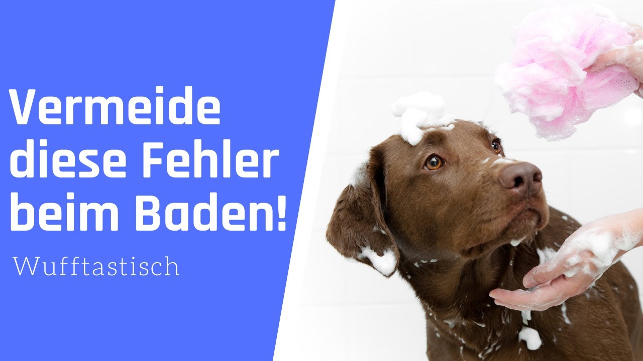 Vermeide UNBEDINGT diese Fehler beim Baden deines Hundes! ⚡️