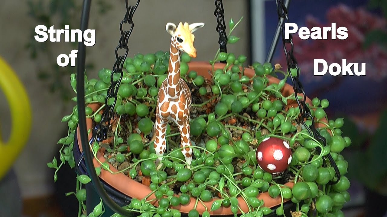 String of Pearls und Variegata mit Schildkrötenpflanze Anzucht Vermehrung Gießen Düngen auch in Erde