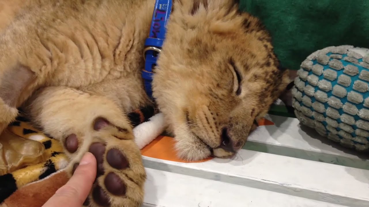 ドキドキ！悩殺！ライオンの赤ちゃんの肉球をそっと触ってみた/動物の赤ちゃん/かわいい動画/どうぶつ/どうぶつのあかちゃん/ライオンのあかちゃん/可愛い＜字幕あり＞