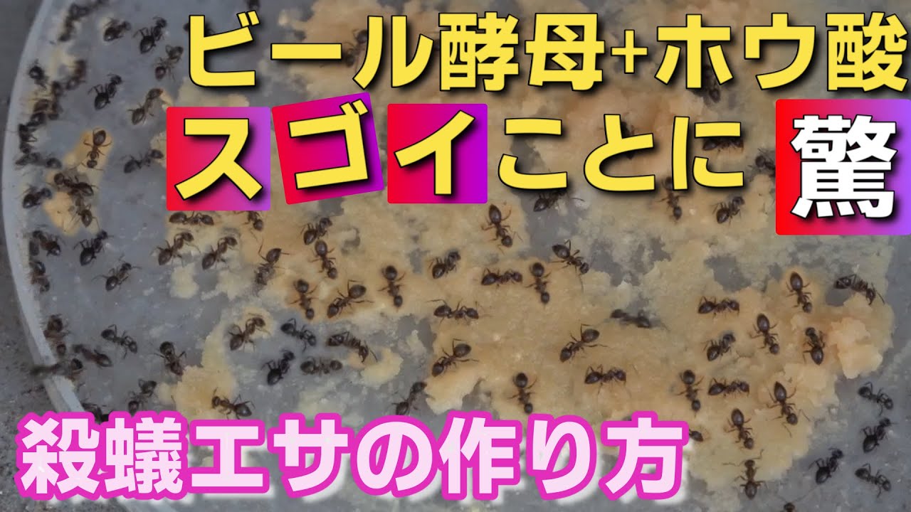 ビール酵母とホウ酸でさらに驚きの結果に！毒餌の作り方【人にやさしいアリ退治】(アリメツは使わない)